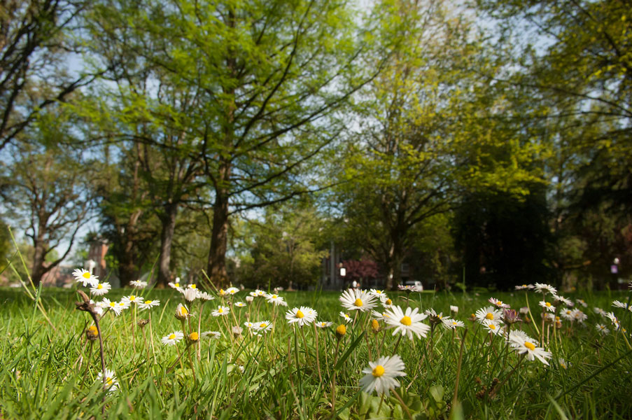 Miller Woods conservation