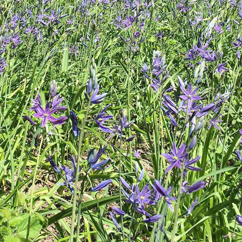 Native flowers in Cozine Creek area