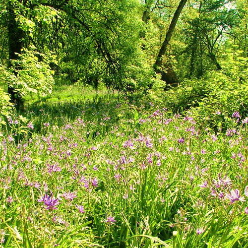 native flowers and foliage in Cozine Creek