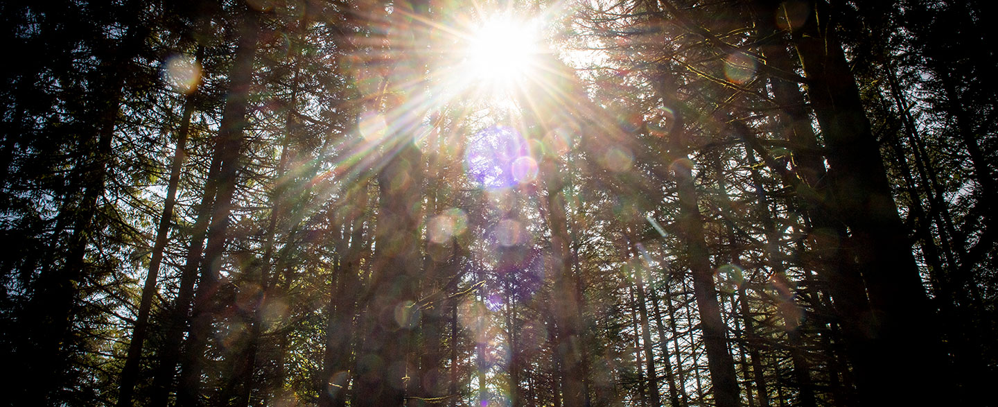 light shining through the trees.