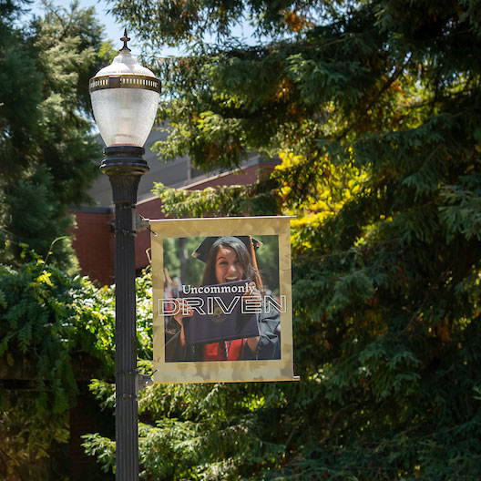 Linfield University banner on light pole