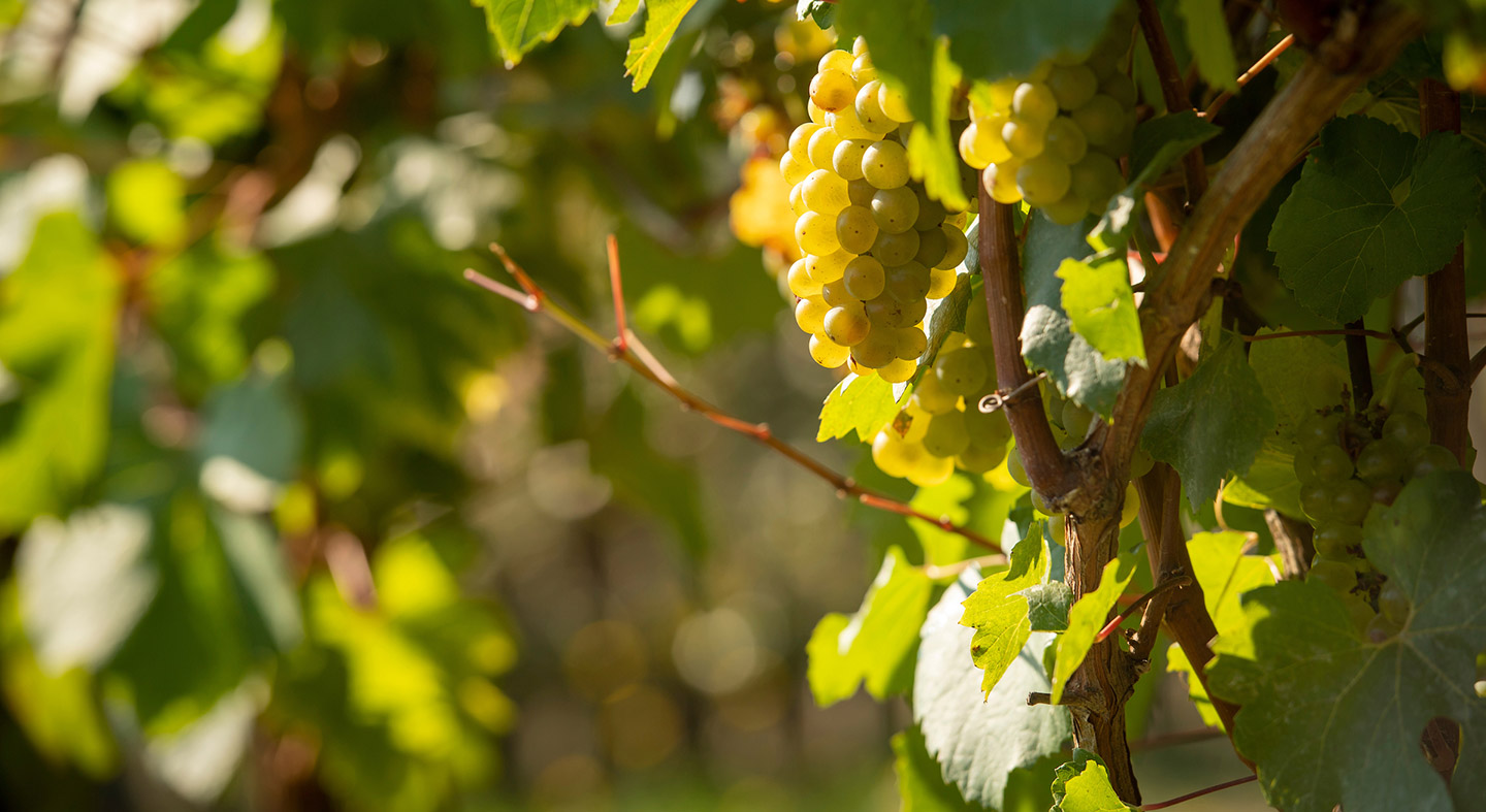 close up of grapes on a vine.