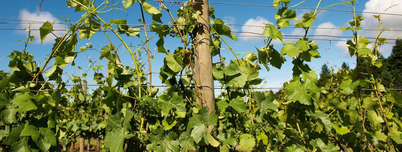 grape vines